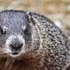 A Nation Divided: Staten Island Chuck Predicts Early Spring, Punxsutawney Phil Says 6 More Weeks Of Winter